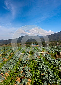 Vegetable field with blue sky at Kundasang, Sabah, East Malaysia