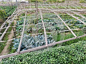Vegetable field of dongzhaicun village, srgb image