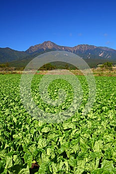 Vegetable field and mountain