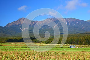 Vegetable field and mountain