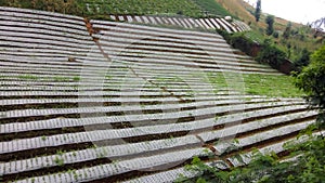 Vegetable field on the slopes of Sumbing