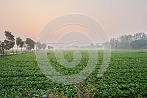 Vegetable field at sunrise