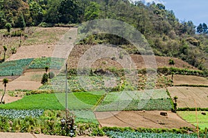 Vegetable fields near Zunil village, Guatema