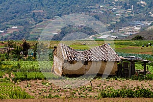 Vegetable fields and ruined house near Zunil village, Guatema