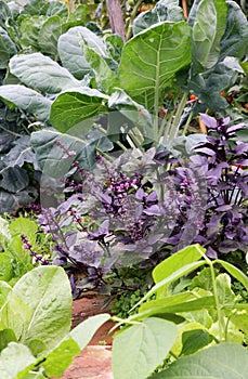 Vegetable flower bed of mixed crops