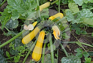 Vegetable, food, zucchini, green, fresh, squash, healthy, cucumber, organic, courgette, vegetarian, plant, vegetables, marrow, iso