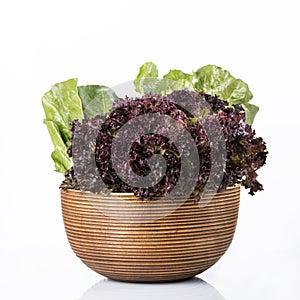 Vegetable: Fresh Red Leaf Lettuce and Green Romaine Lettuce in Brown Wooden Bowl Isolated on White Background