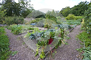 Vegetable garden