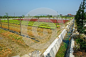 Vegetable garden