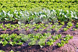 Vegetable Garden