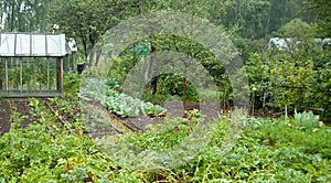 Vegetable garden