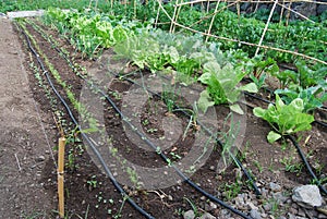 A vegetable garden.