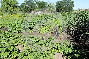 Vegetable garden