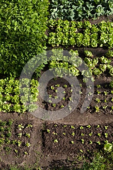 Vegetable garden photo