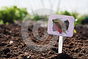 Vegetable Garden