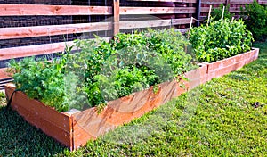 Vegetable garden