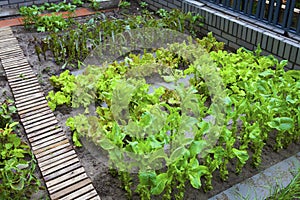 A vegetable garden.