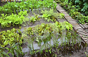 A vegetable garden.