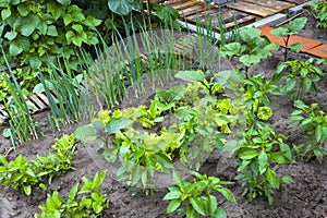 A vegetable garden.