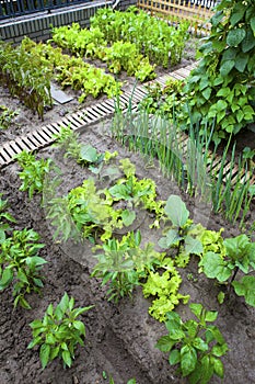 A vegetable garden.