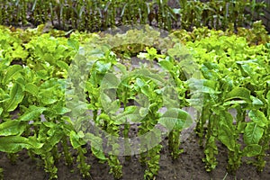 A vegetable garden.