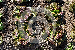 Vegetable Garden