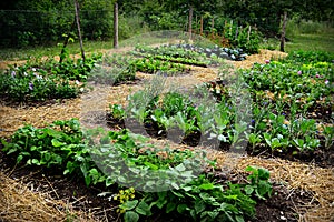 Vegetable Garden