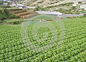 Vegetable garden