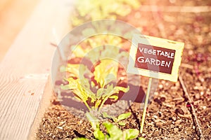 Vegetable garden