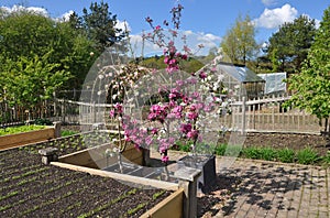 Vegetable Garden