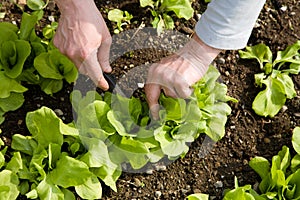 Vegetable garden img