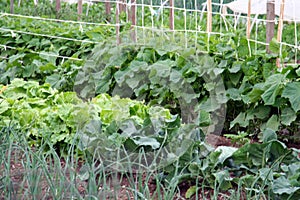 A vegetable garden