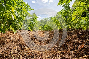 Vegetable garden, agriculture, potato beds