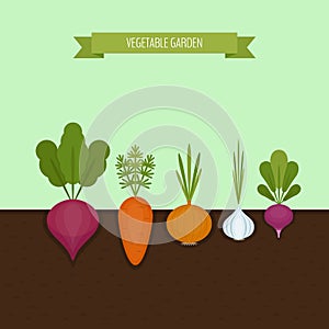 Vegetable garden banner. Organic and healthy food. Poster with r