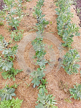 Vegetable garden beans