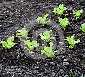 Vegetable garden bed