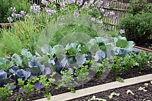 Vegetable garden bed photo