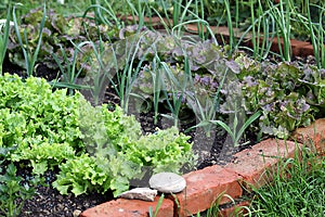 Vegetable garden bed photo