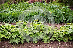 Vegetable garden with beds in rows, planted in crop rotation wit