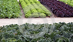 Vegetable garden beds with salad and cale