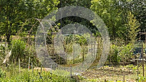 Vegetable garden at the beginning of June, wooden arches and varied vegetation, some plants maturing others abounding