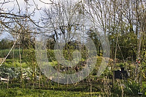 In the vegetable garden at the beginning of spring, arrangement of a structure in stakes for future crops, in the middle of early