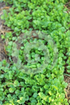 Vegetable Garden blur