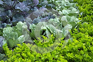 Vegetable garden with cabbage and celery