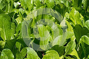 Vegetable garden Cabbage. widely use for stir-fried, steam and soup.