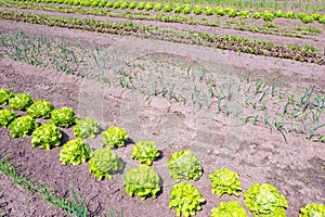 Vegetable garden by castle Hackfort.