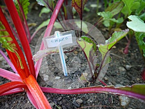 Vegetable garden: chard and beet plants