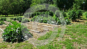 Vegetable Garden with Collard greens, Turnip Greens and Kale