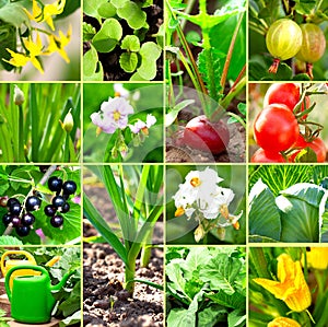 Vegetable garden collection