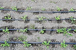 Vegetable garden. Drip irrigation on lettuces field